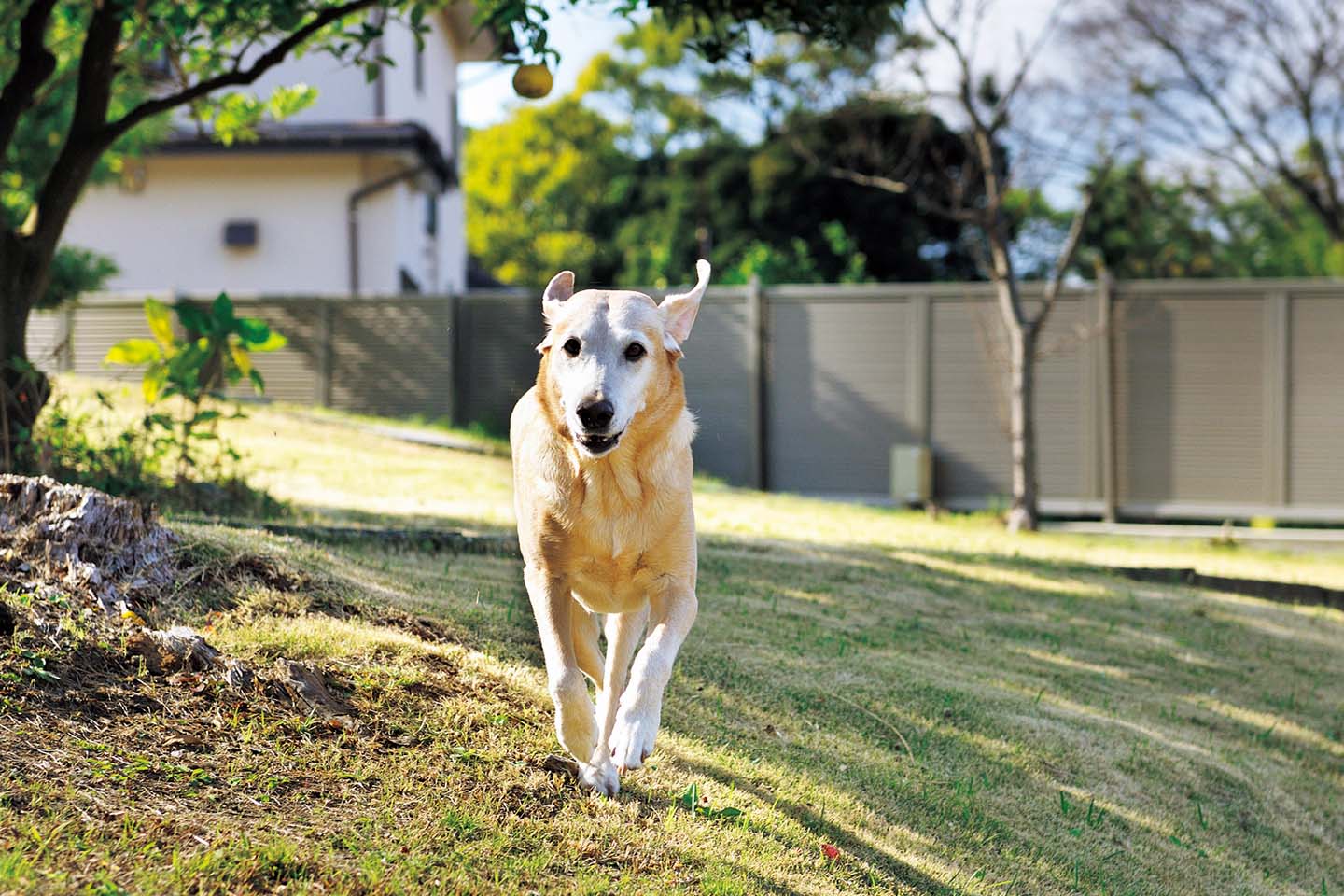 IE Precious_16,犬_1