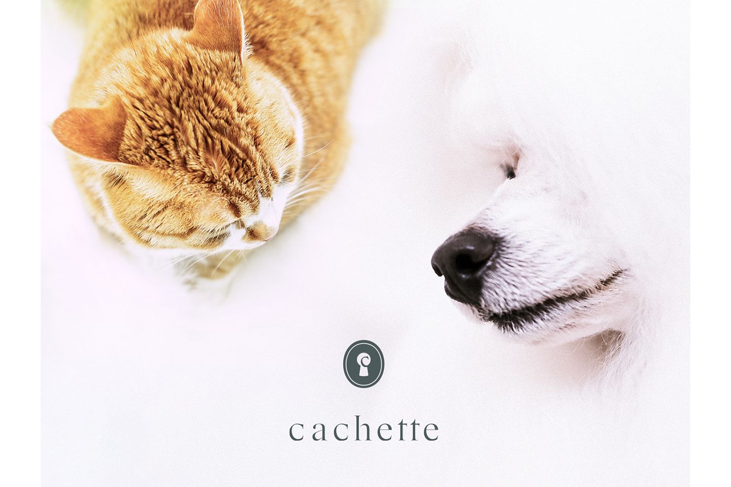 ペット_1,犬_1,猫_1