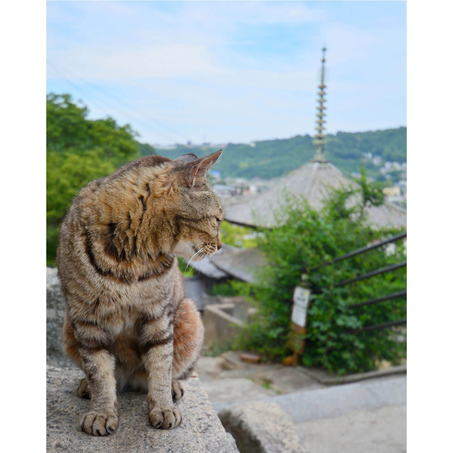 猫と絶景を楽しめる尾道