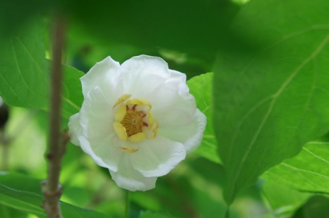 『平家物語』の冒頭にも出てくる、沙羅双樹の花。