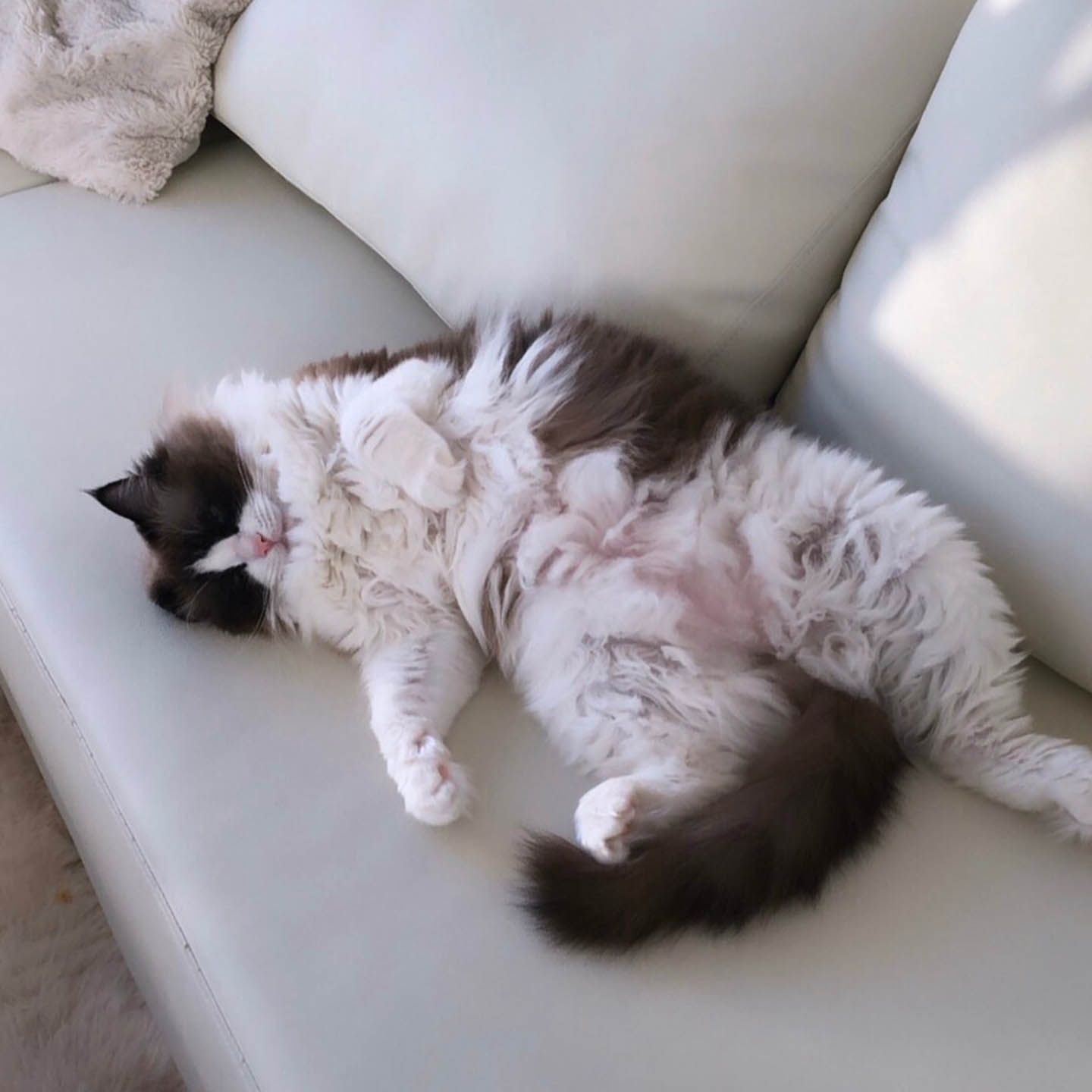 ペット_4,stayathome_4,猫_3