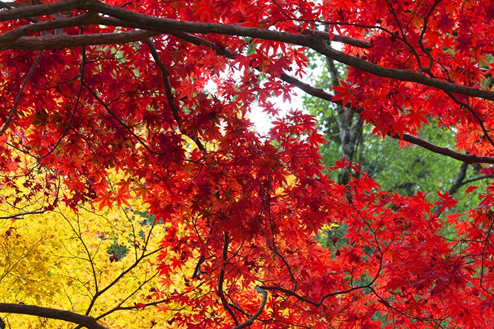 紅葉狩りの楽しみ方