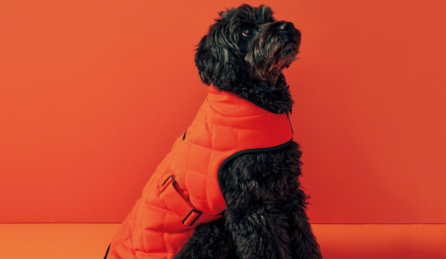 「エルメス」の犬用キルティングコートを着用した犬のオリバー