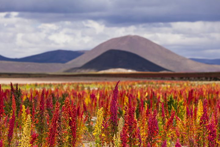 キヌアの原産地は南米のコロンビアからボリビアにかけてのアンデス山脈一帯