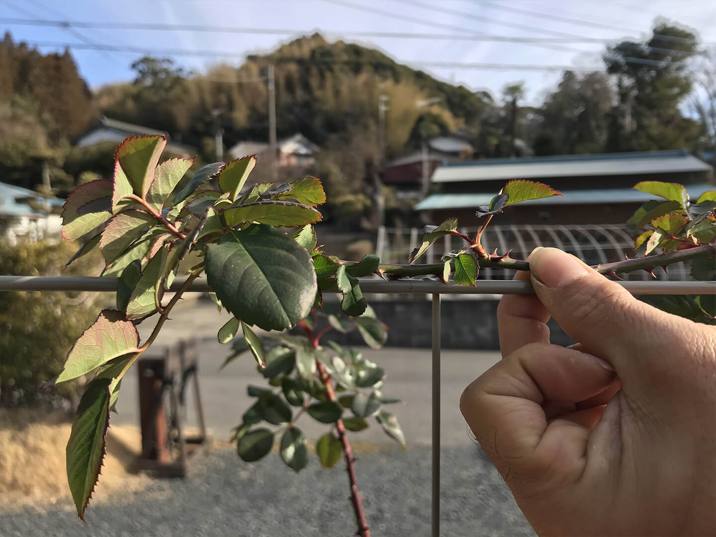 栄養が枝全体に行き渡るように、長いものだと10cm程切り落としました。