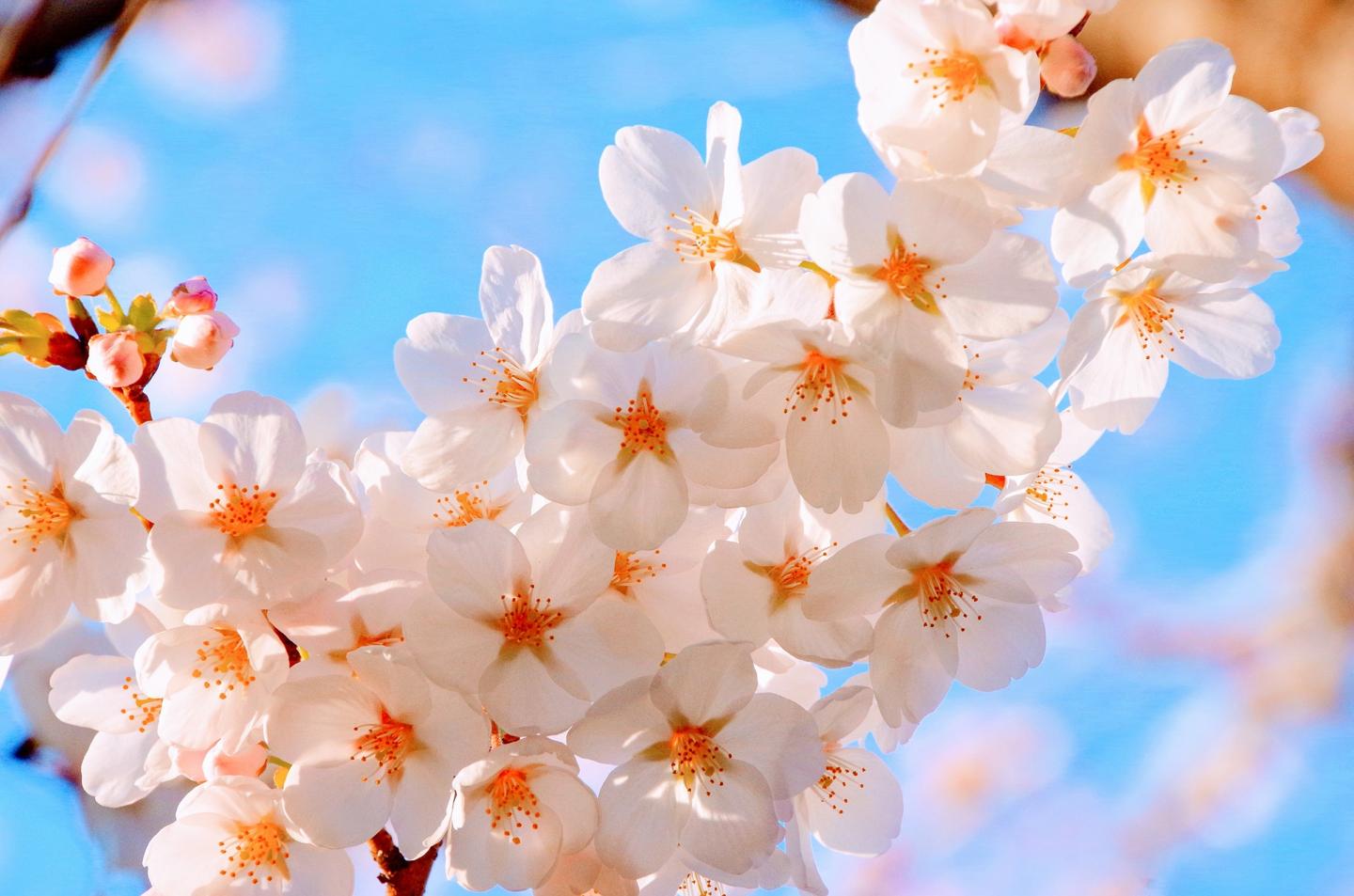 春に咲く桜を愛で、四季を楽しむことも開運のポイントに。