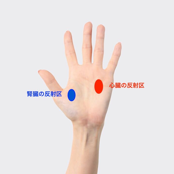 心臓の反射区、腎臓の反射区の位置を確認する
