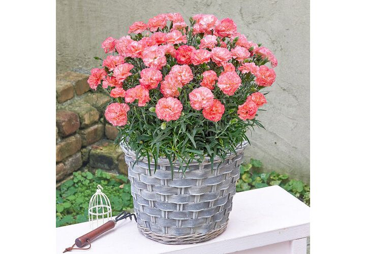 鉢植えのおすすめカーネーション「母の日 花 プレゼント カーネーション 花鉢「ピンクエクレア」」(値段:¥11,000)