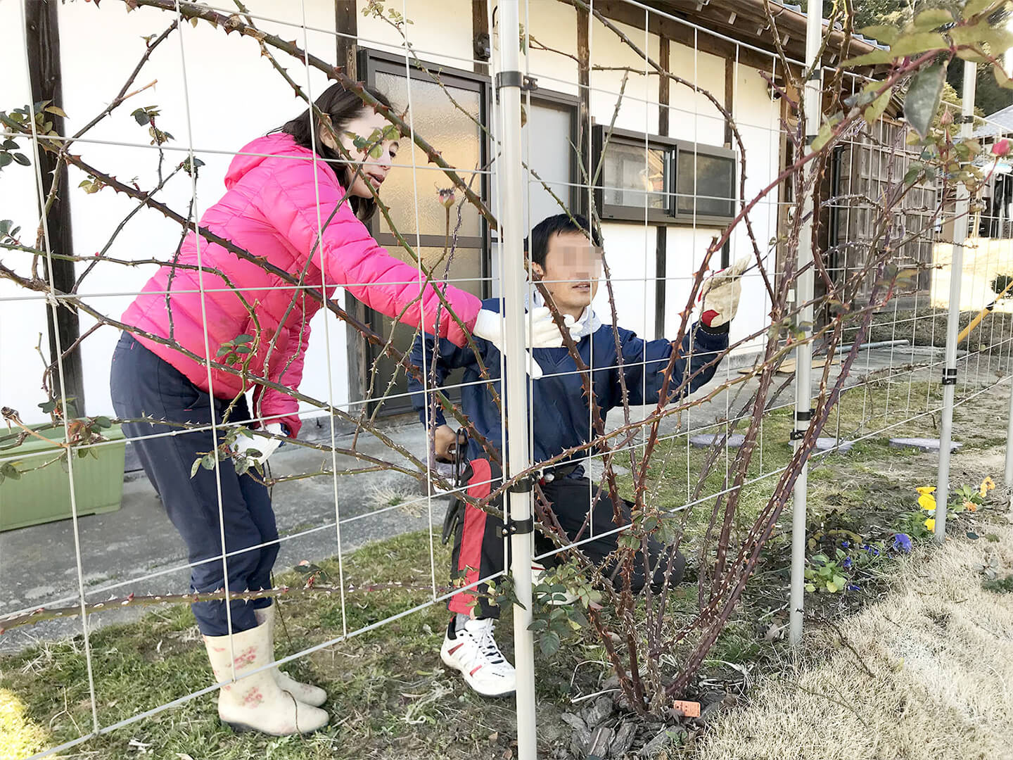 シュートから伸びている細い枝。この子たちに翌年に花咲くので大事に。