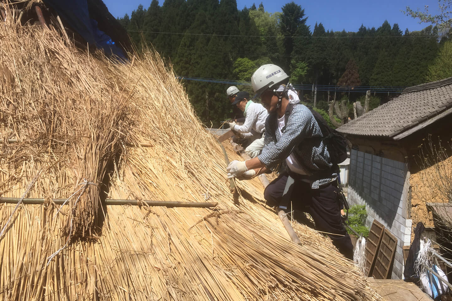 民家周辺に足場を組み、茅葺き職人が屋根を葺き替えていきます
