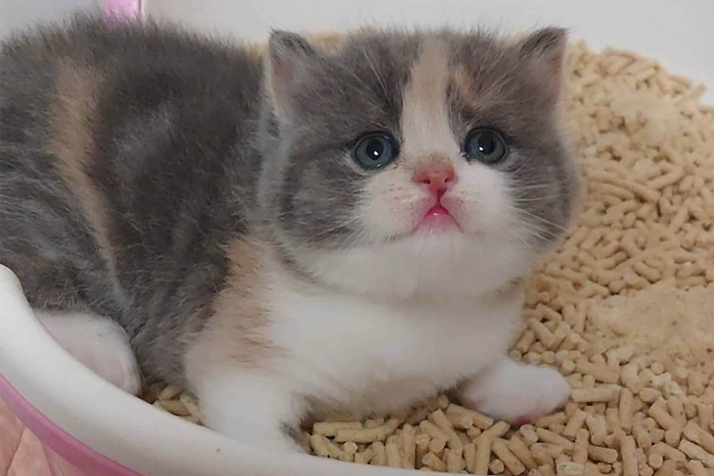猫_1