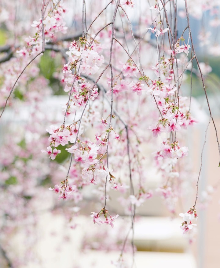 スイーツ_12,ティー_12,ホテル_12,東京_12,京都_12