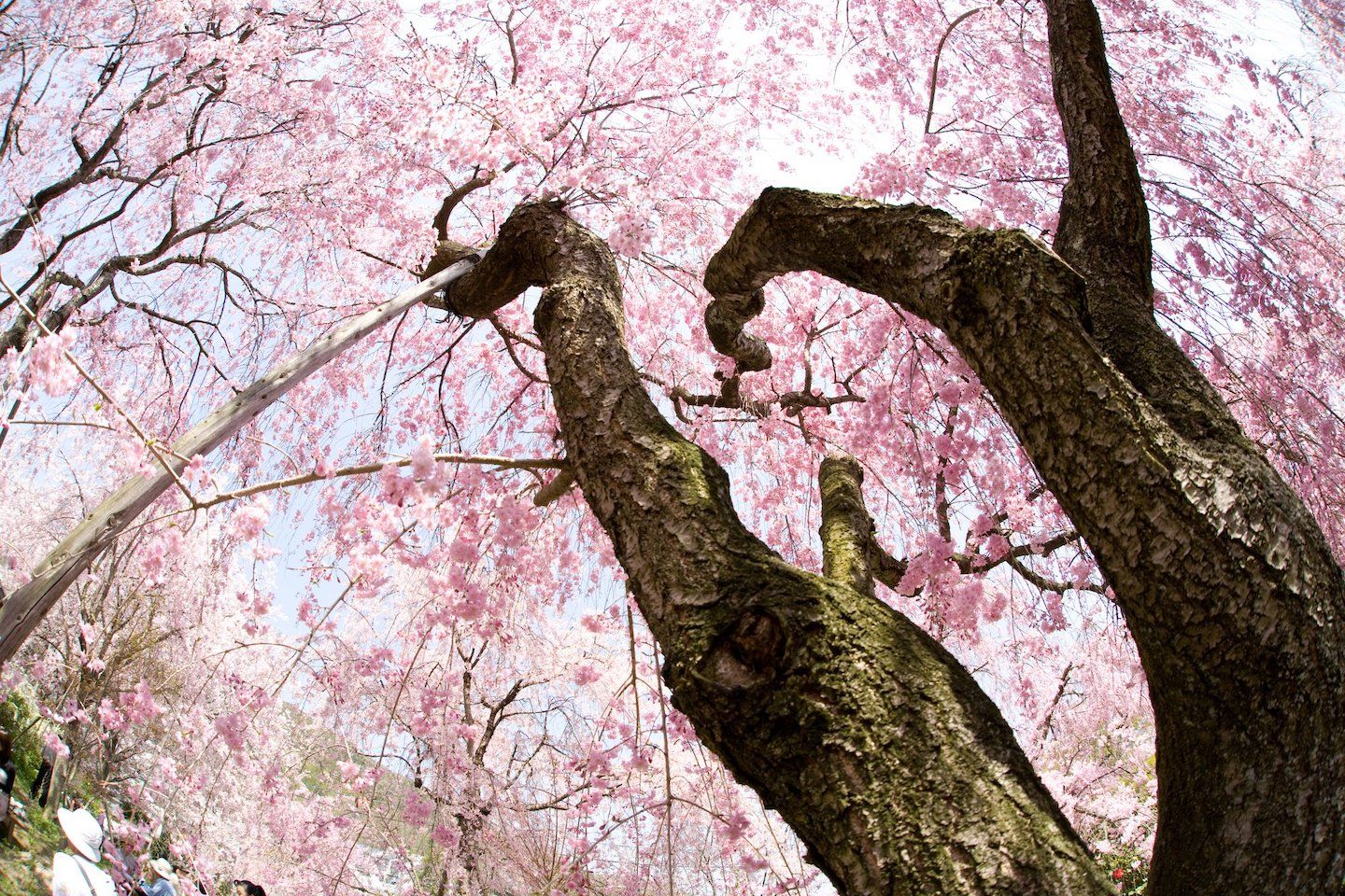 京都_2,ホテル_2,絶景_2,国内旅行_2
