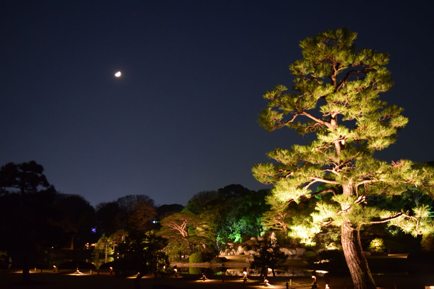 ライトアップされた庭園はいつもとは異なる雰囲気です / 公益財団法人東京都公園協会