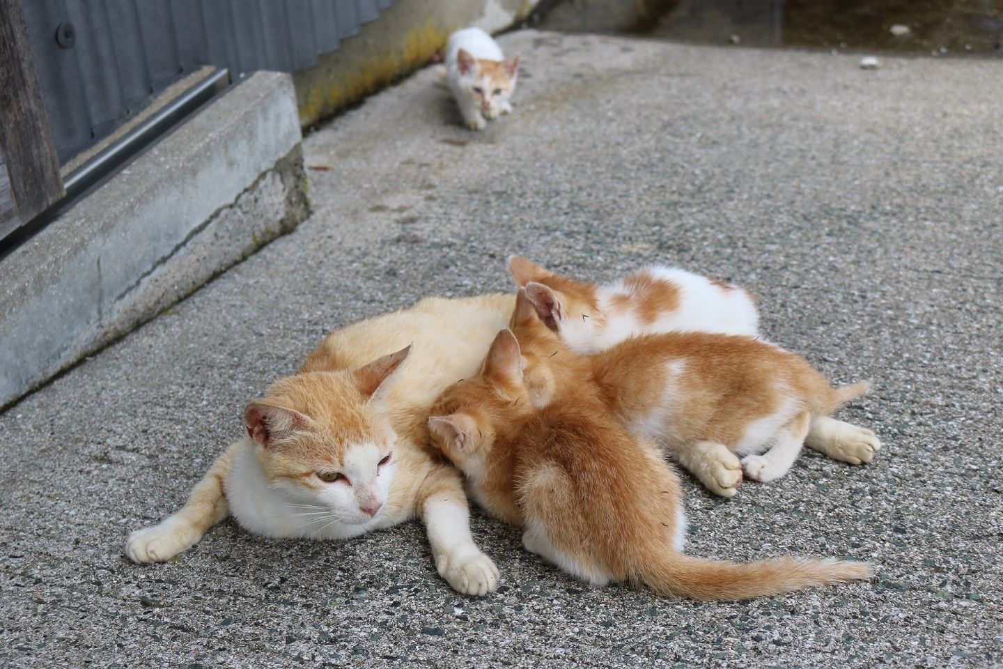 遠くから親猫を見つめる子猫