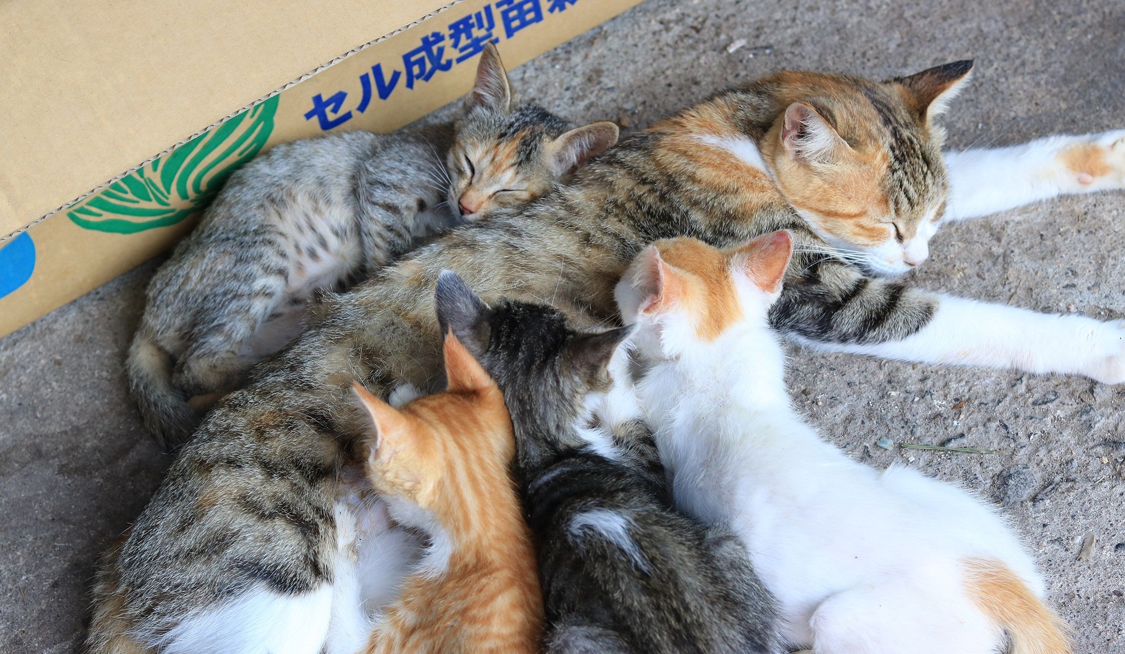他の子猫にも授乳する親猫