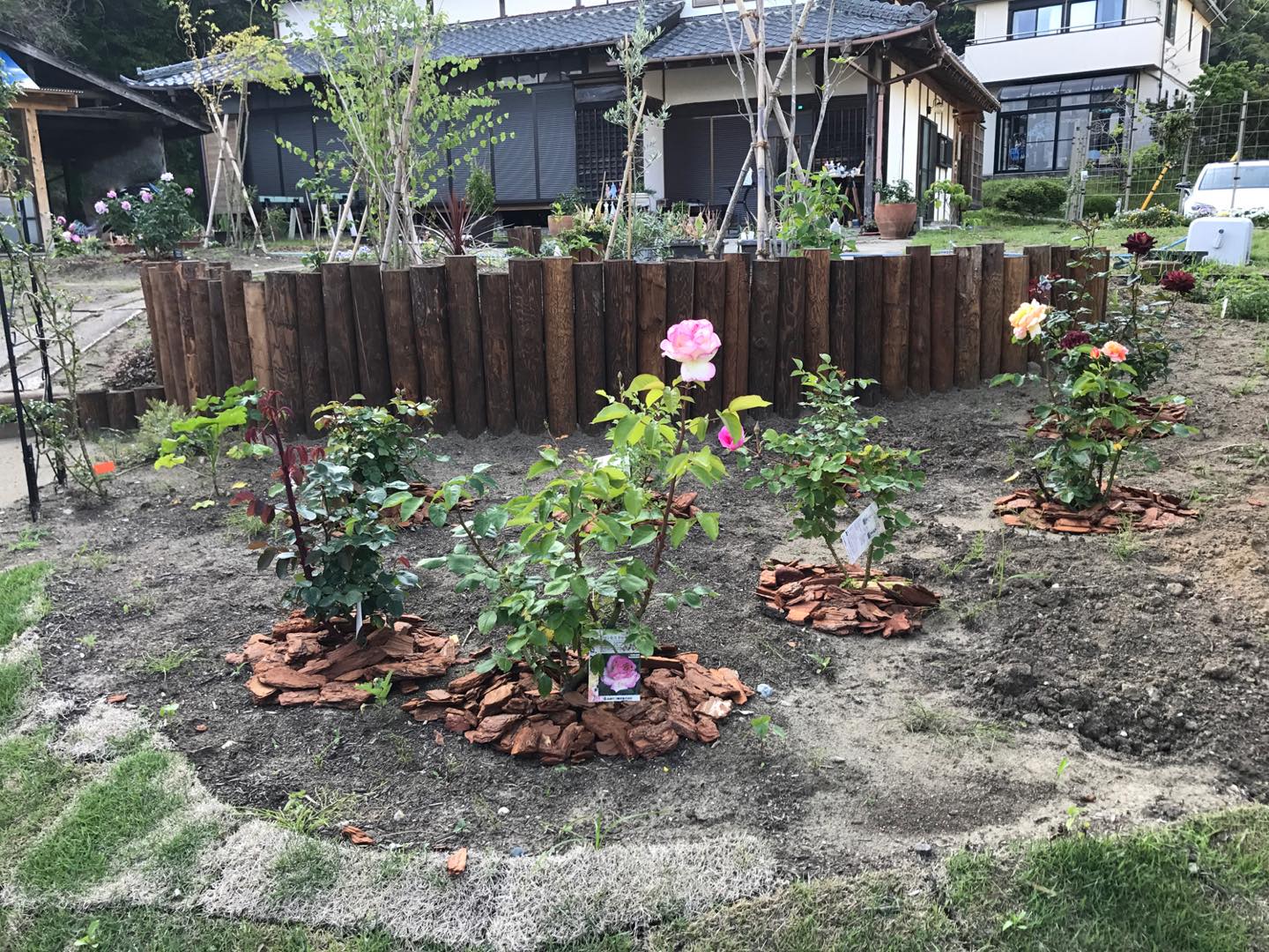 手前に直立性のバラを植えてしまった