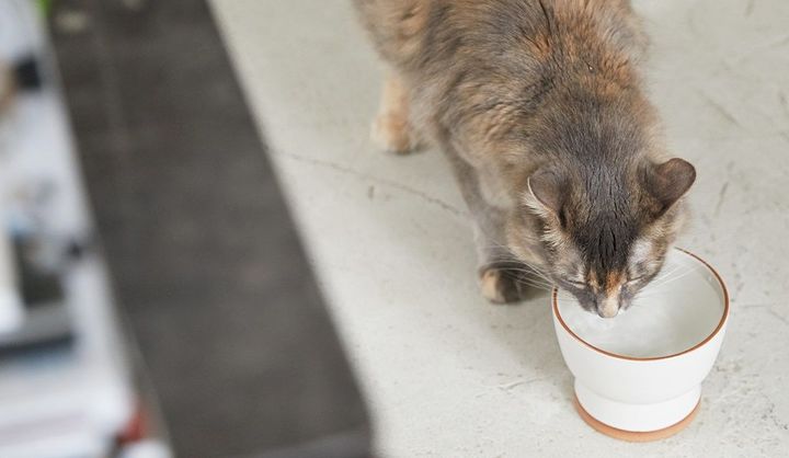 獣医師監修で猫に優しいデザイン、徳島・大谷焼の最古の窯元とコラボし丁寧に作られた高級・猫用水飲み器「IZUMI」
