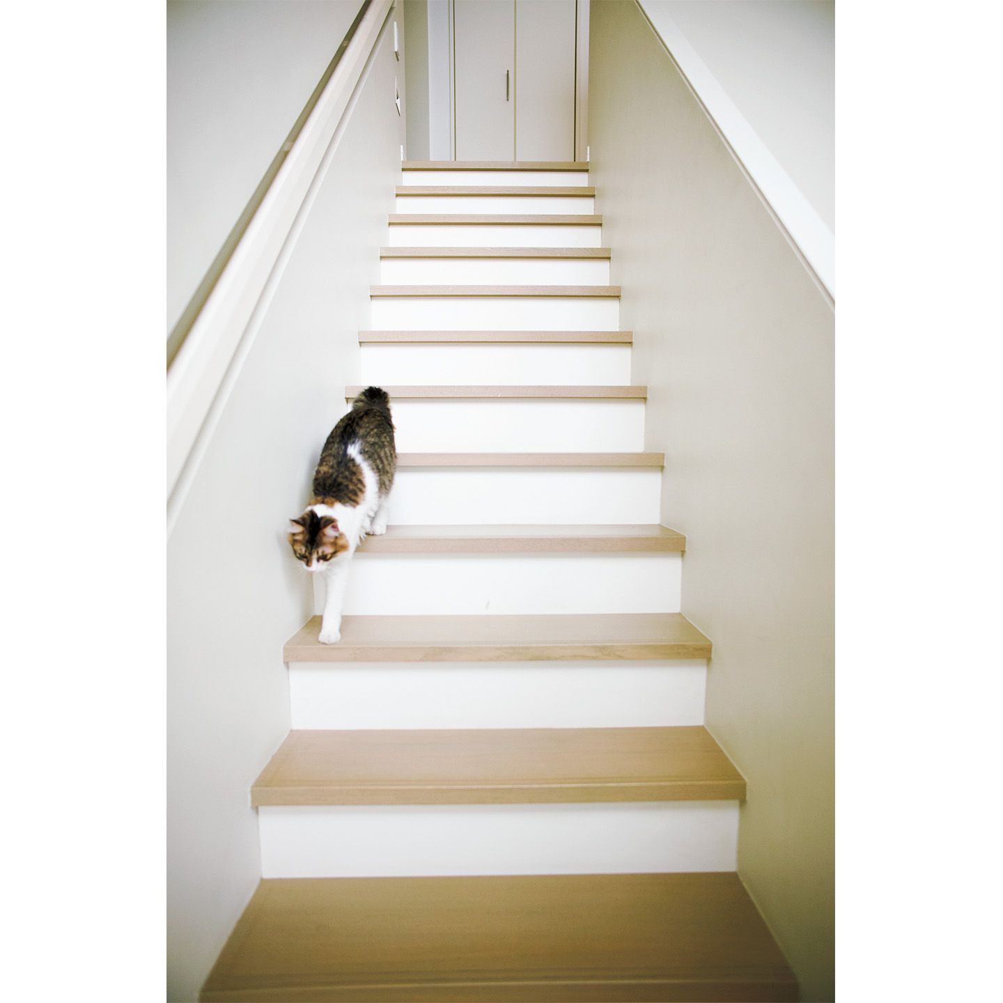IE Precious_4,猫_5