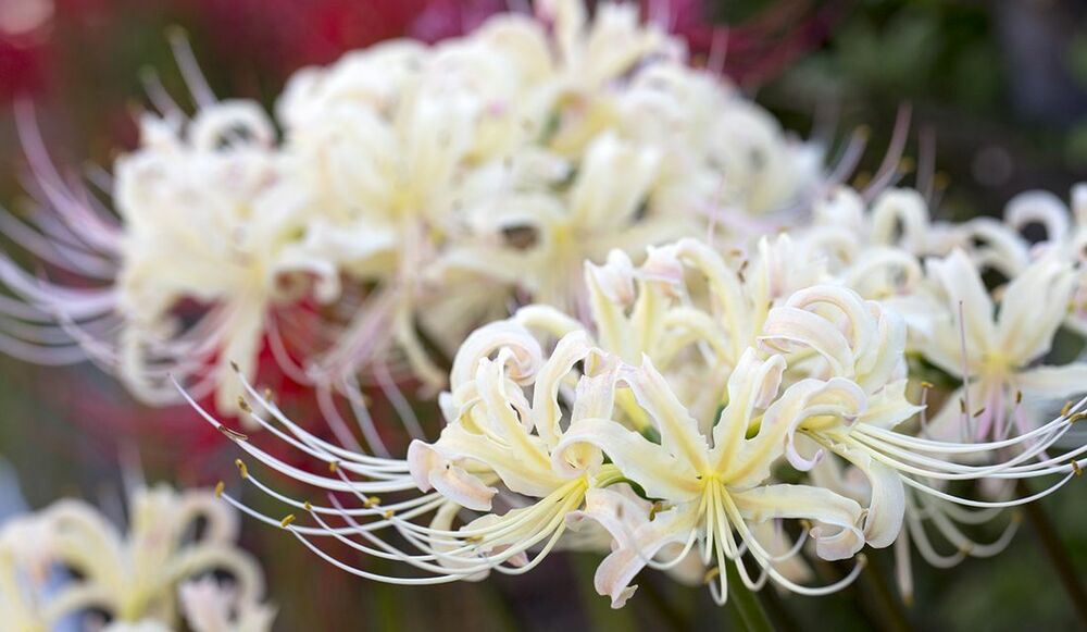 秋分の日の意味や由来 年はいつで何をする お彼岸との関係や春分の日との違い おはぎや花などのお供え物をチェック Precious Jp プレシャス