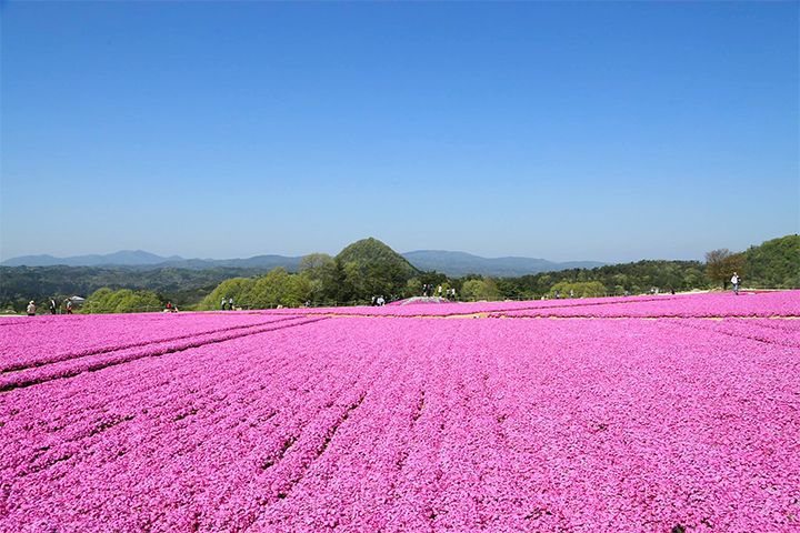 「Flower village 花夢の里」のシバザクラ