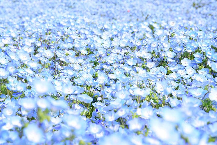 「国営ひたち海浜公園」のネモフィラ ※画像はイメージです。開花時期の詳細は公園にお問い合わせください