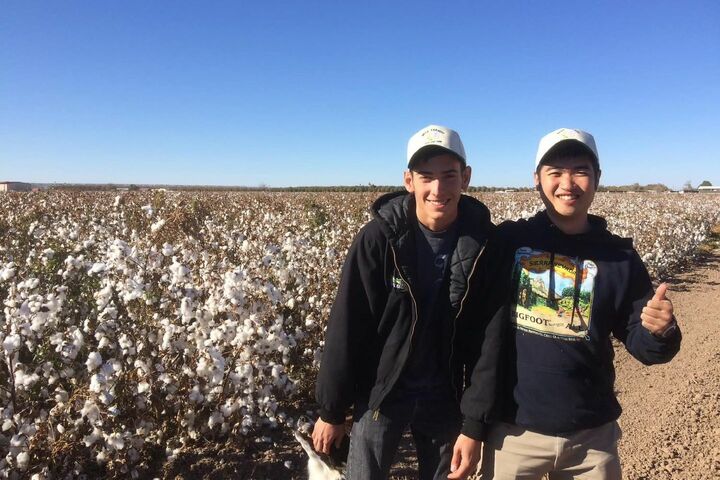 アメリカの綿畑