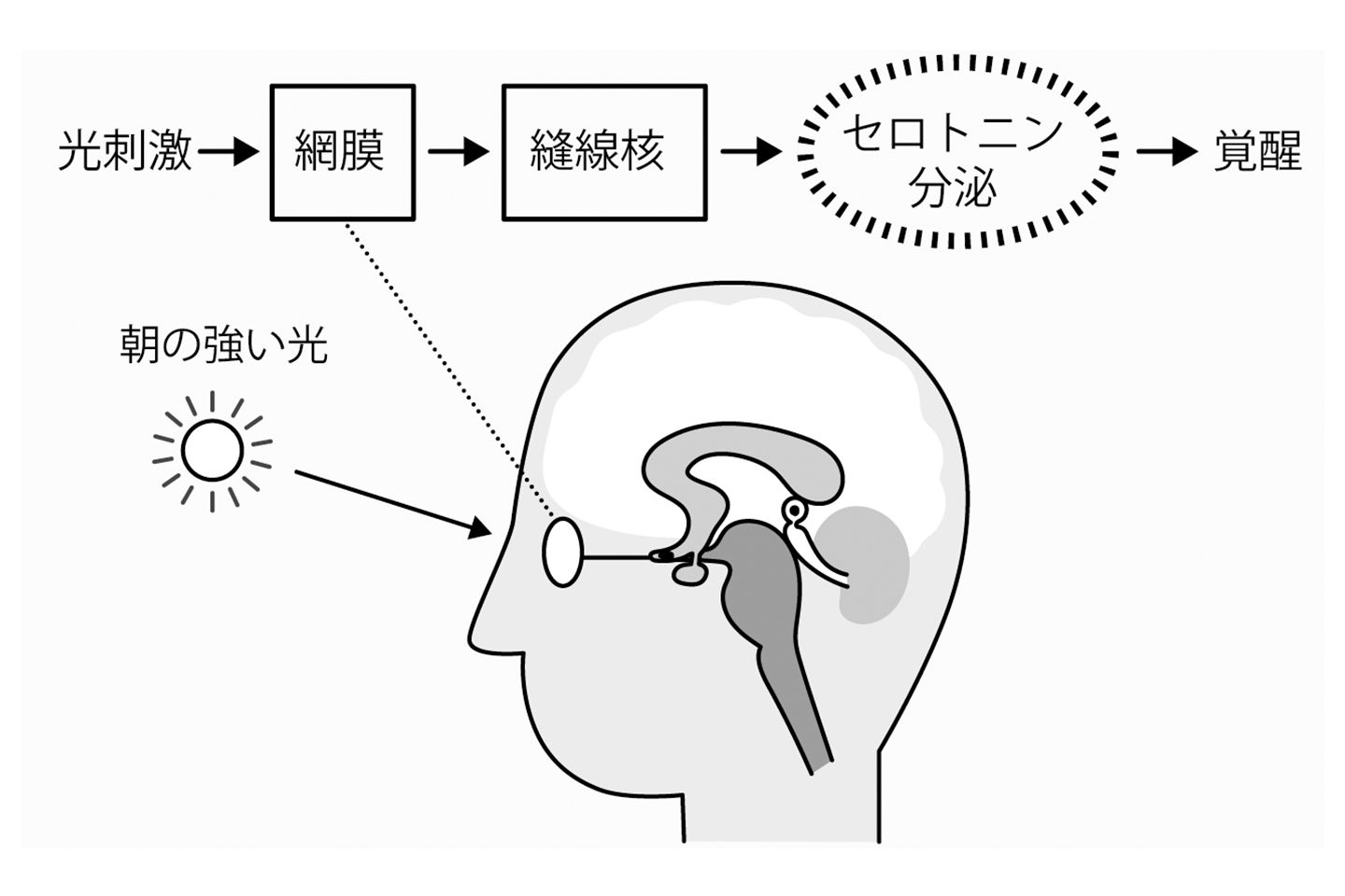 光刺激が網膜を刺激し、セロトニンの合成がスタート。神経内の情報伝達が脳全体に行き渡り、覚醒状態となる。一度目が覚めたら、眠くても目を開けておくことで寝起きがスムーズになる。図解:『脳内物質仕事術』(マガジンハウス)より