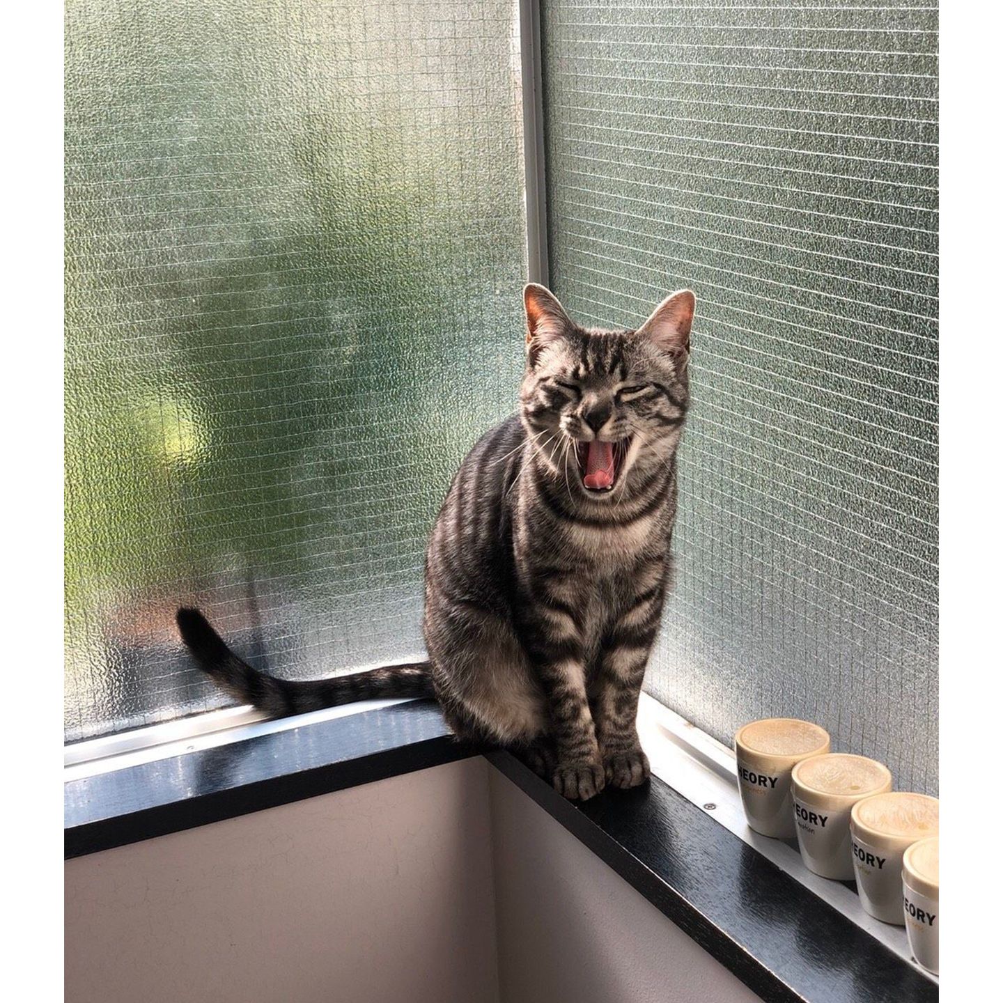 ペット_5,猫_5