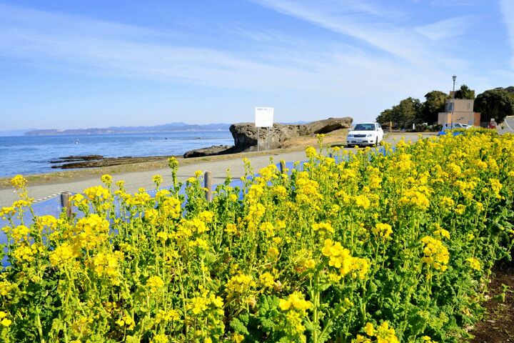 房総フラワーライン