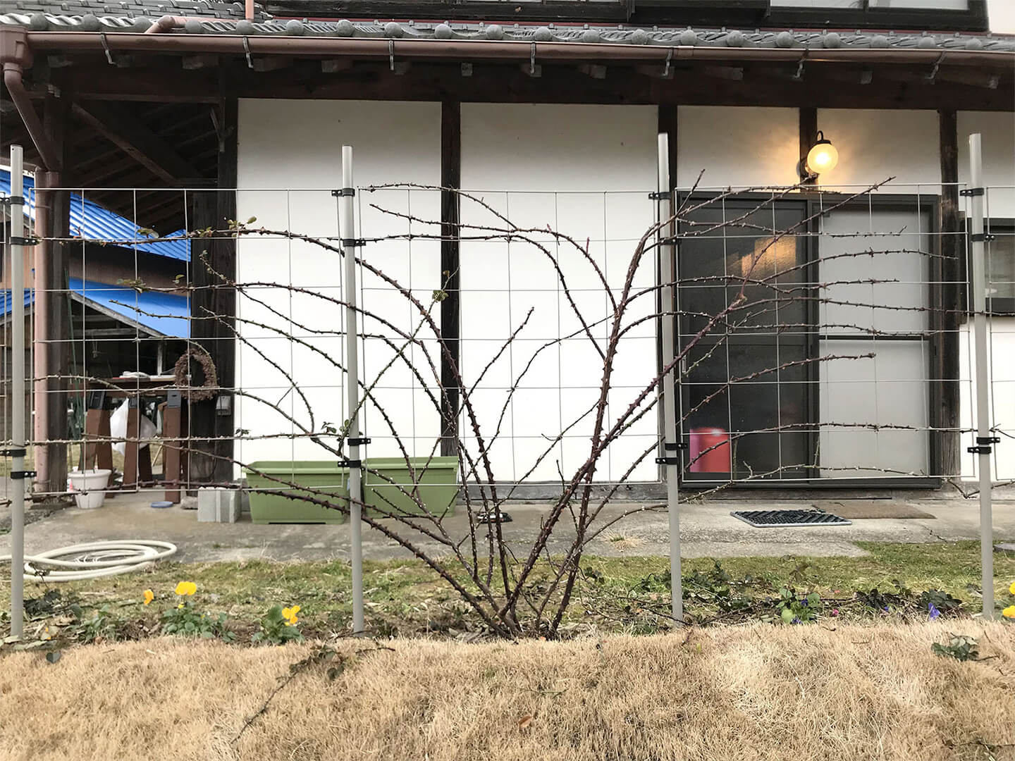 上下の枝は均等になるように間をあけて這わせました。枝先は、少し天をむくように。