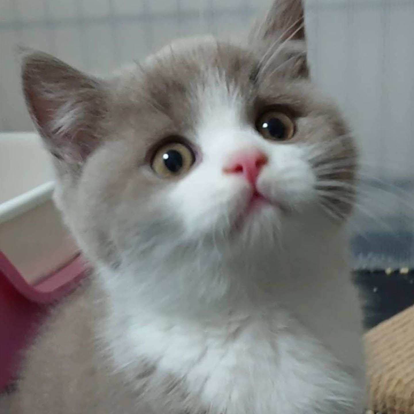 猫_3