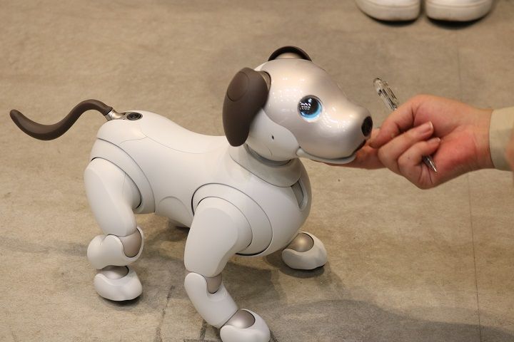 あら!偶然、aiboにも会えました!ゴロゴロしてみると、嬉しそう。