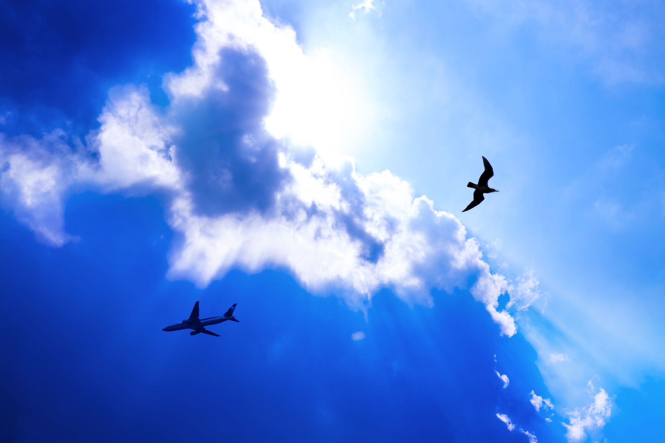 飛行機と鳥がすれ違う、決定的瞬間もこのとおり収めることができる