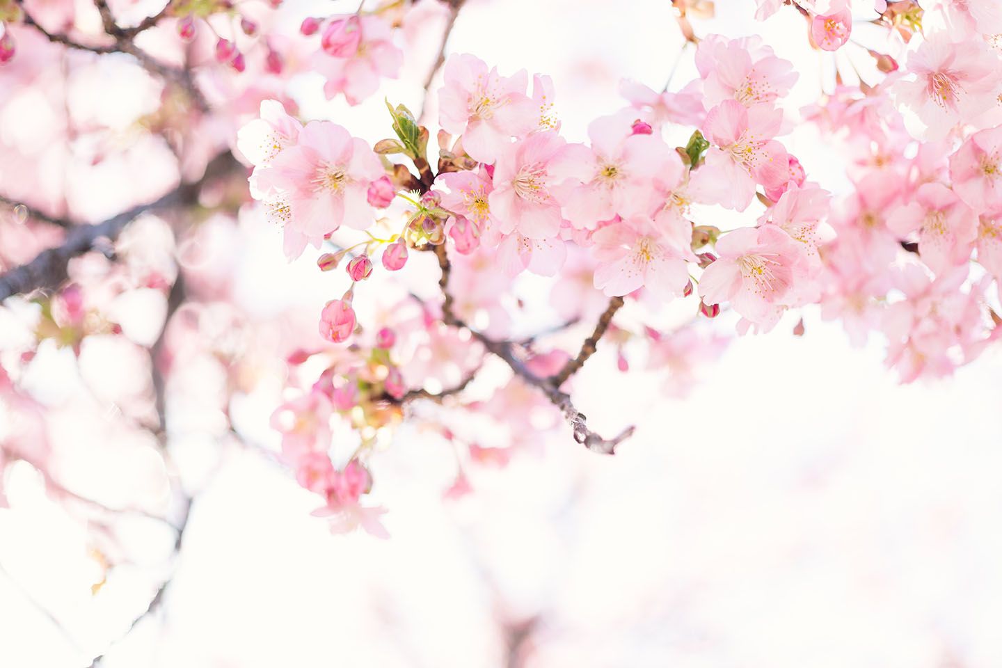 下見やルールを確認し、楽しいお花見を。