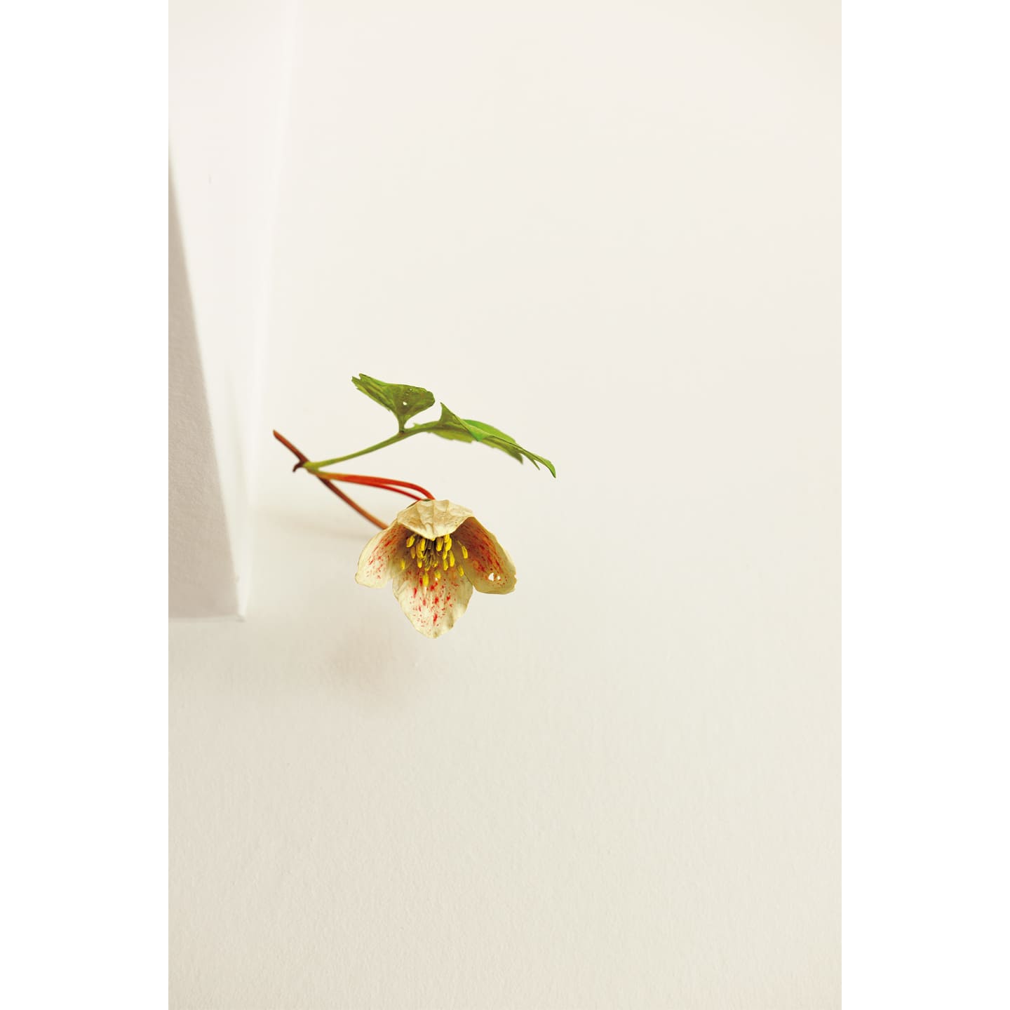 本物と見間違えるほどに精巧な花や草木の彫刻作品をインスタレーションで発表し、世界中で高い評価を受ける美術作家・須田悦弘氏の作品『クレマチス』。「ギャラリー小柳」で購入。須田氏自身が自宅を訪れ場所を決め、取り付けてくださったとか。「ため息が出るほど美しい…。意外な場所にあるので、ゲストに探してもらうのも楽しみのひとつです」