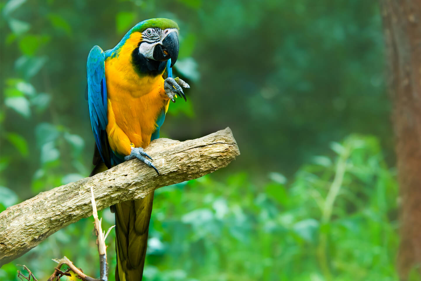 熱帯雨林に生息する、鮮やかな青い羽のルリコンゴウインコ。体長約80cmと大型ですが、インコ科の品種です