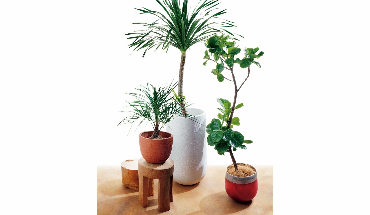 フィカス・リラータ、ドラセナ　カンボジアーナなど、観葉植物3点