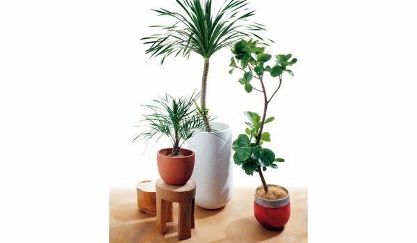 大政 絢さんが自宅のインテリアに欠かせない【観葉植物】を大公開！連載【暮らしの “モノ語り”】Vol.６