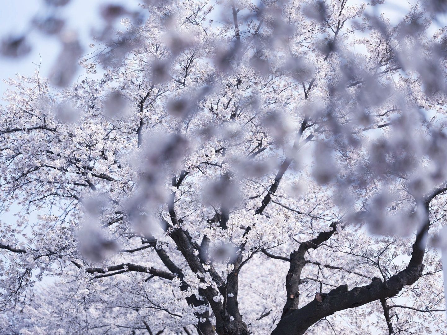 展覧会_4,stayathome_4,花_4