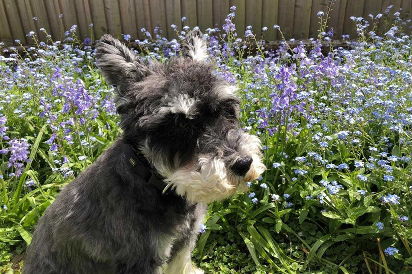 イギリス_15,犬_1