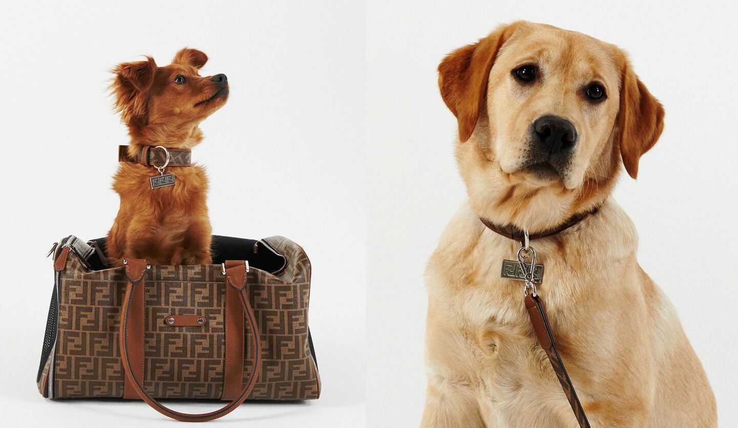 フェンディのキャリーバッグに入った犬と首輪とリードをつけた犬の画像