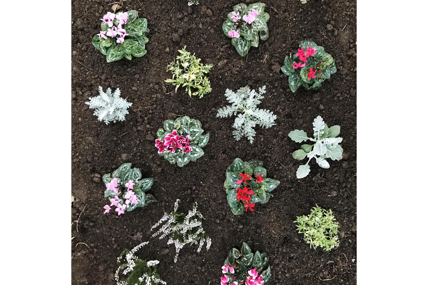 1㎡(1m×1m)の広さに、9株を植え込む
