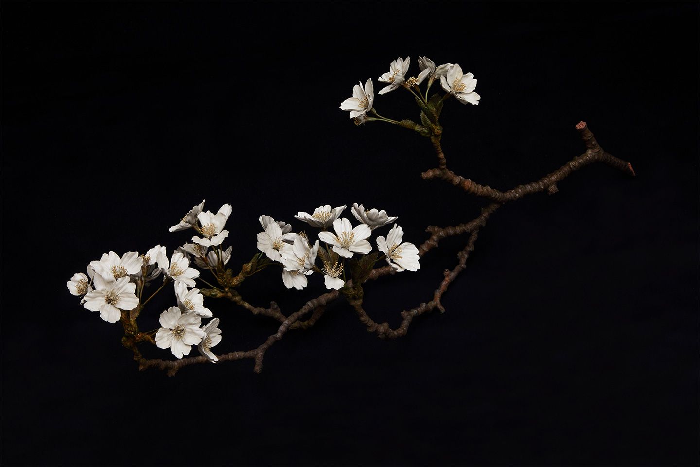 金属造形作家・鈴木祥太さんの作品「桜」
