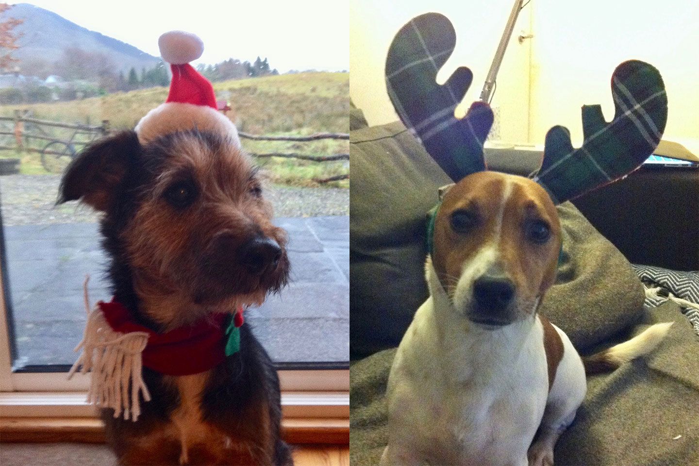 クリスマス_12,犬_1