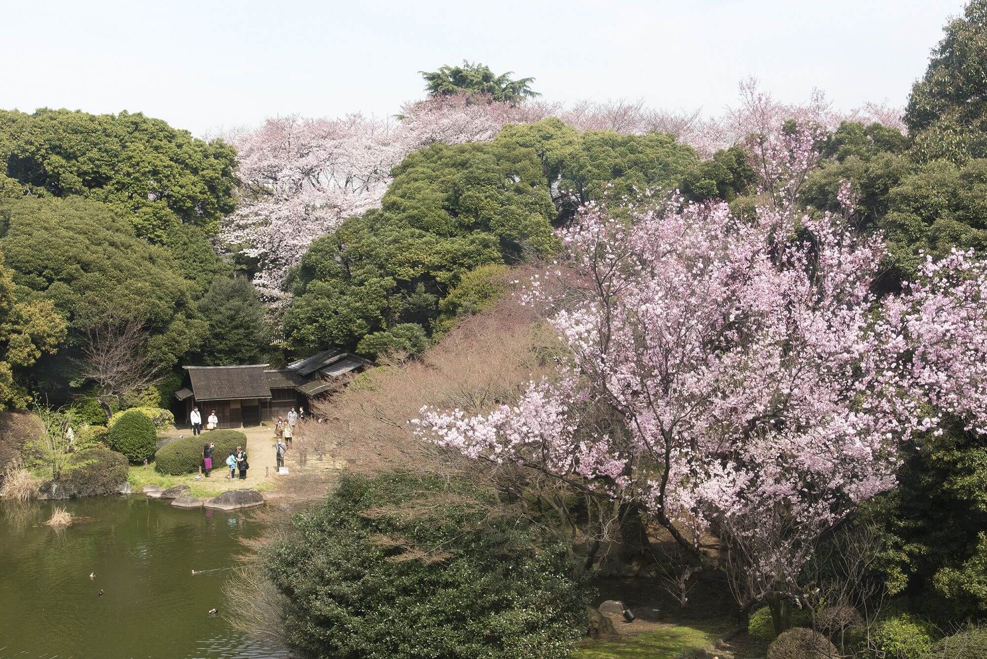 5つの茶室を有する庭園で、ゆったり花見を楽しめます