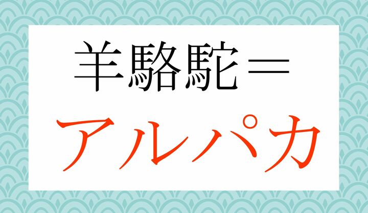羊のようなふわふわした被毛を持つ、ラクダ（駱駝）科の動物…そのままですね。