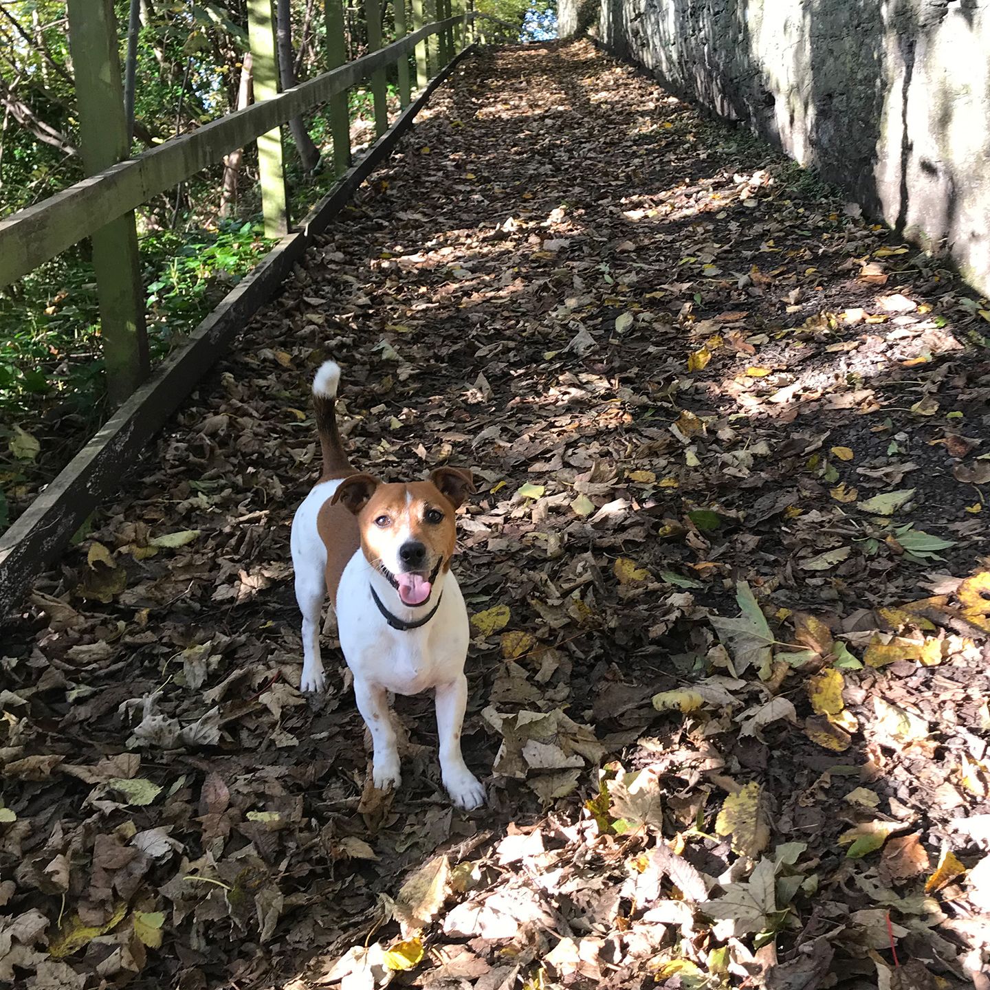 イギリス_9,犬_1