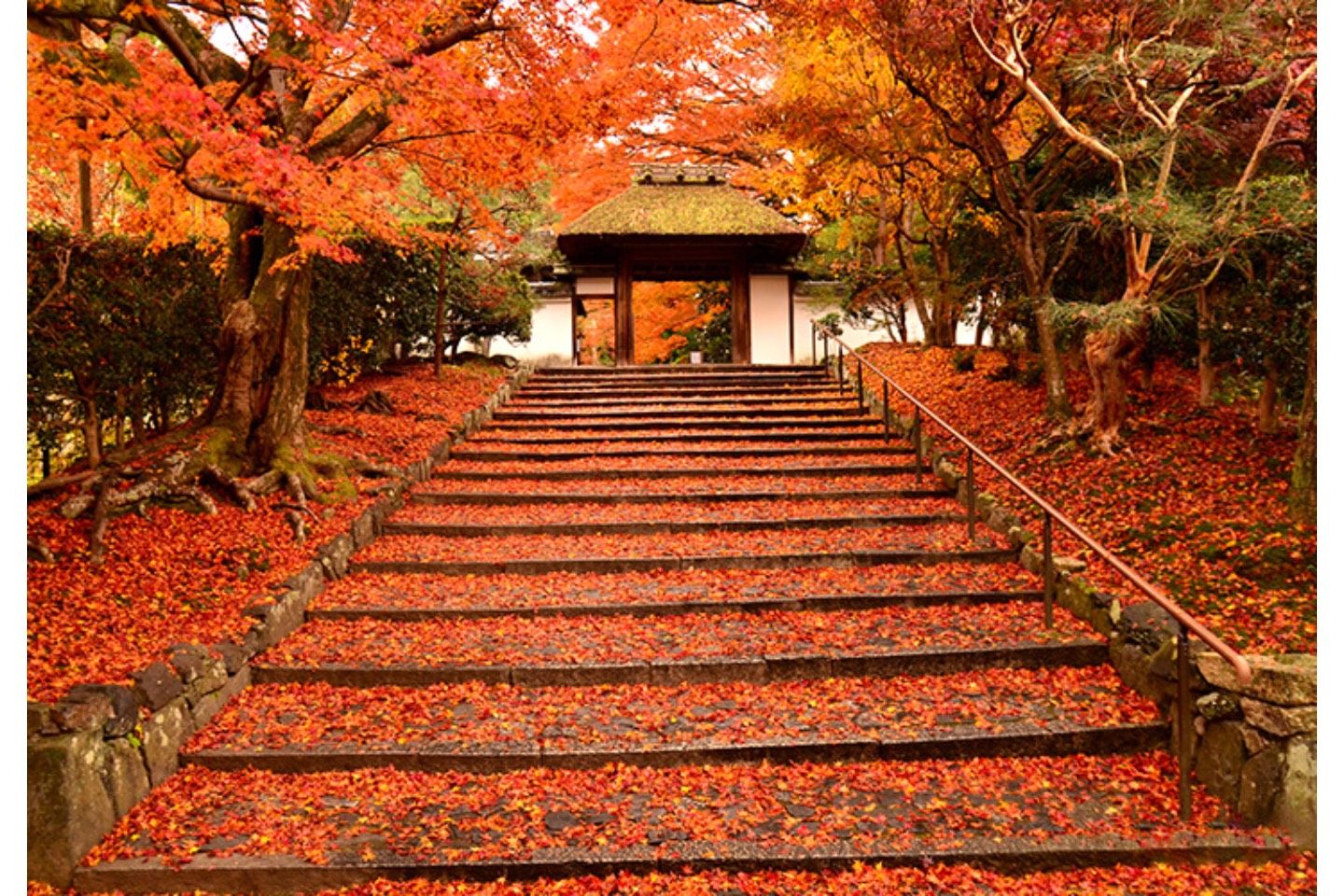京都ブライトンホテルの秋の特別早朝拝観プラン・安楽寺