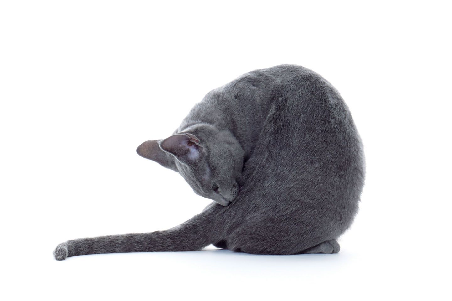 82 ロシアの猫の名前
